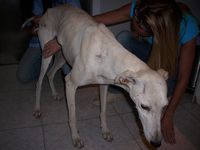 GALGOS-1131.JPG