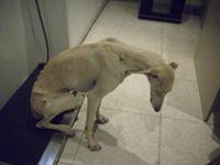 GALGOS-1138.JPG