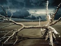 forest018.jpg