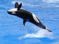 WASHIGNTON orca seaworld-380
