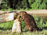 oregon beaver all