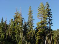 IDAHO Pinus monticola1