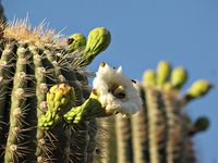 Arizona SaguaroCactusFlickrSearchNetMedia