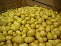 Patates 011