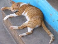 chat-sur-ile-de-lamu.jpg