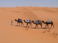 MERZOUGA_randonnee-chameliere-dunes-de-merzouga-maroc