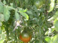 tomate2.JPG