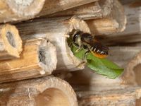megachile-a.jpg