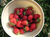 récolte fraises06