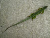 Lézard vert 0748