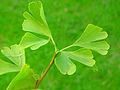 120px-Gingko-Blaetter.jpg