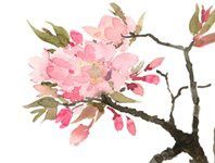 cerisier du japon aquarelle détail