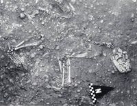 squelette-chien-nécropole-néolithique