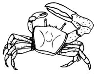 crabe3 001