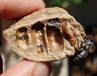 megachile-b.jpg