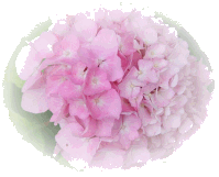 hortensia rose