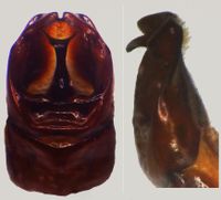 edeage_mycterophallus_duboulayi.jpg