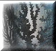 Corail-noir.jpg
