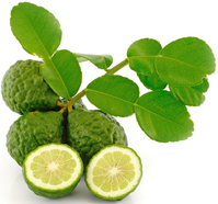 combava---feuilles-et-fruits.png