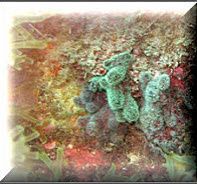 Corail Alcyon
