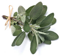 sauge-officinale---branche.png