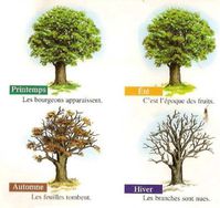 quatre saison arbre
