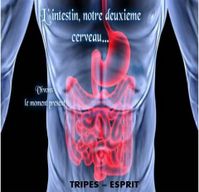 intestin-cerveau