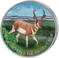 canada 2013 antilope colorisée