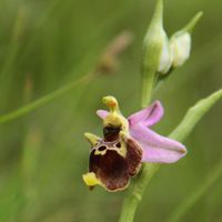 130523-4 Orchidées 020