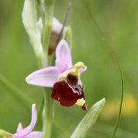 130523-4 Orchidées 085