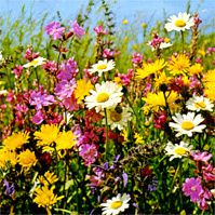 melange-prairie-fleuri2-manu.jpg
