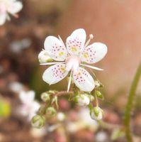 saxifrage-umbrosa---fleurs.jpg