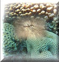 Corail-Madrepore.jpg
