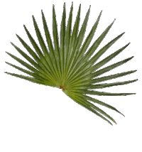 feuille.gif