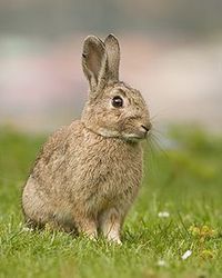 220px-Oryctolagus_cuniculus_Tasmania_2.jpg