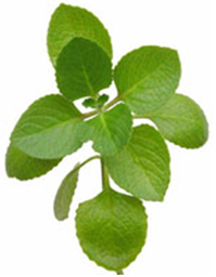 origan---feuilles.png