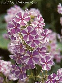 phlox 'natasha' web