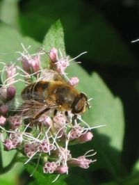 abeille2.JPG