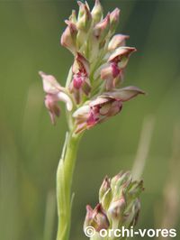 orchis-parfume-crussol-1