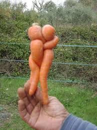 carottes 3