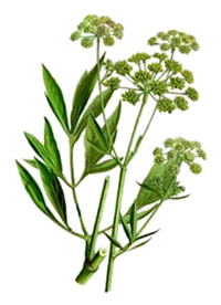 liveche---branches--fleurs-et-feuilles.png