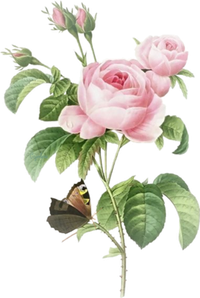 CAJOLINE123523547844_art.png