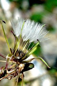 11.08.01.Fleur-trottoir-plumet-V.jpg