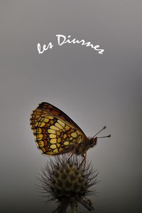 mélitée des scabieuses affiche