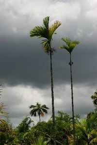 Maurice-2010-277180-0048.jpg
