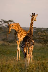 Kenya_girafe.jpg