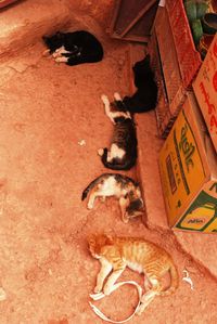 Safi, chats maigres 2, juillet 2010