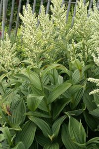 veratrum-album.jpg
