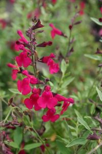 Salvia gregii 'Rasberry Royal' 1909 redimensionner