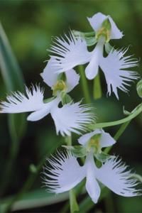 orchidée habenaria radiata